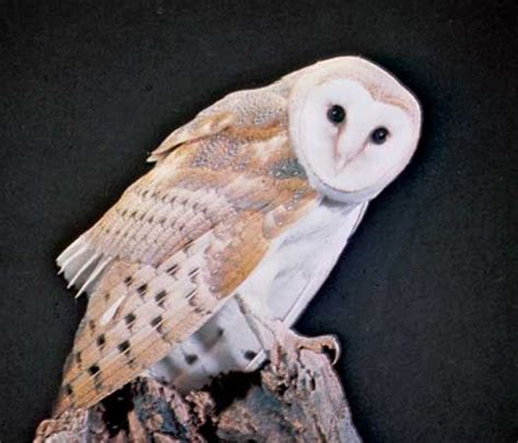 Bird of prey | Definition, Characteristics, & Examples | Britannica