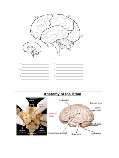 Brain Anatomy | PDF