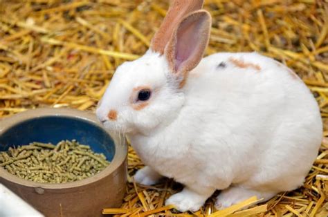 Can Rabbits Eat Straw? What to Do if Your Bunnies Love Munching on ...