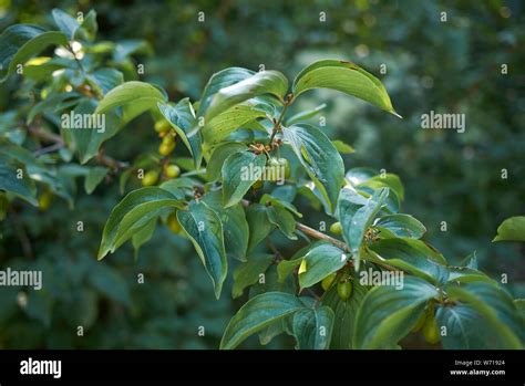 Cornus mas fruit hi-res stock photography and images - Alamy