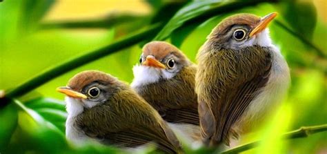 Morning Birds Singing | iPhone Ringtone | Animal Ringtones