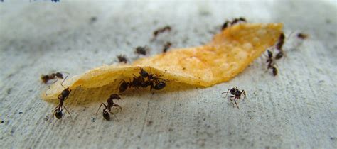 Preventing Summer Ant Infestations | Ant Prevention in Des Moines Iowa