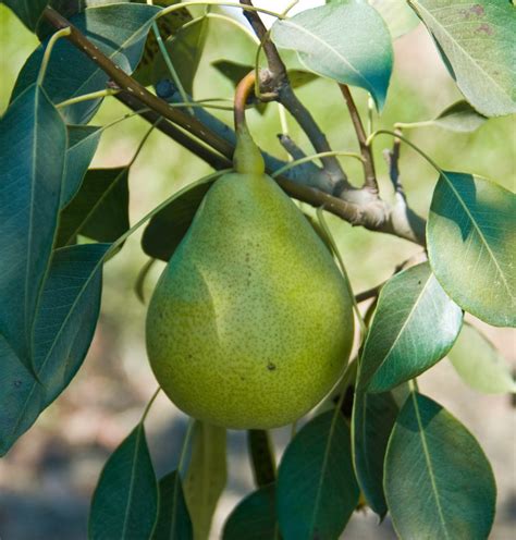 Pineapple Pear Tree - I/O - Ison's Nursery & Vineyard