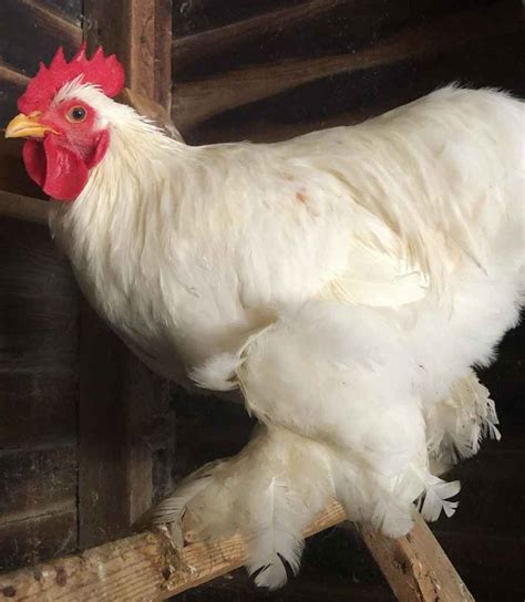 Cochin Chicken Guide: Size, Appearance, Temperament and More