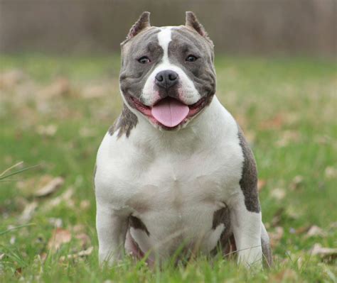 Pocket Pitbull - Top Breed Guide - Animal Corner