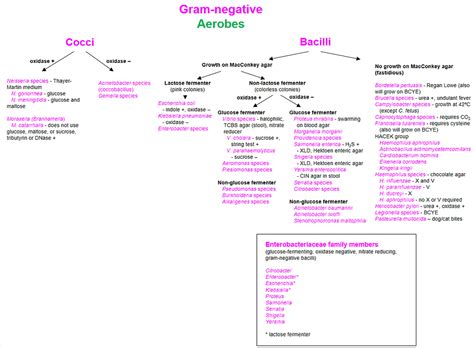 Micro Aerobic Vs Anaerobic Bacteria Iheartpathology | Hot Sex Picture