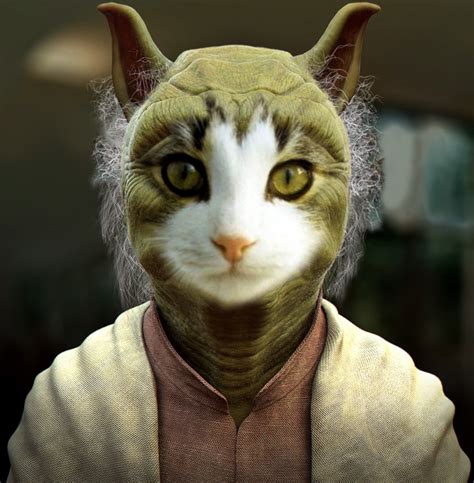 Yoda Cat by eyoknm on DeviantArt