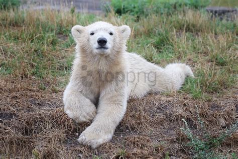 Bear Cub Polar Bear Wallpaper Background Best Stock Photos - Image ID ...