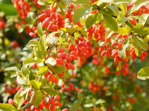 Barberry - Care, Growing, Watering, Flowering, Propagation - Plant Index