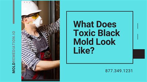 What Does Toxic Black Mold Look Like? Visual Guide (2024)