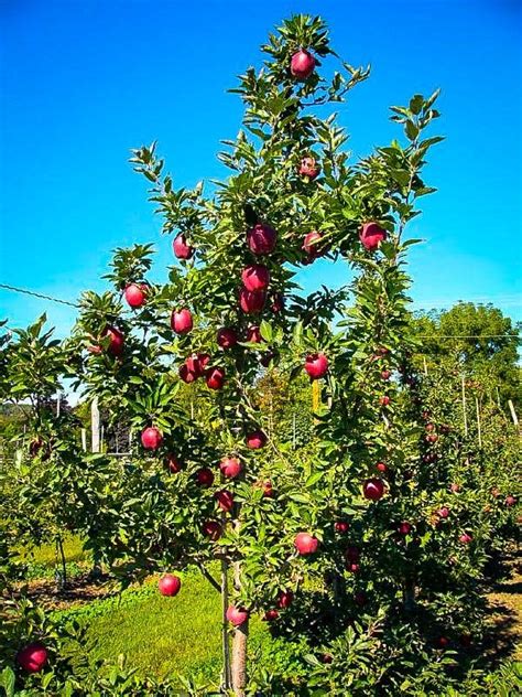 Red Delicious Apple Trees For Sale | The Tree Center