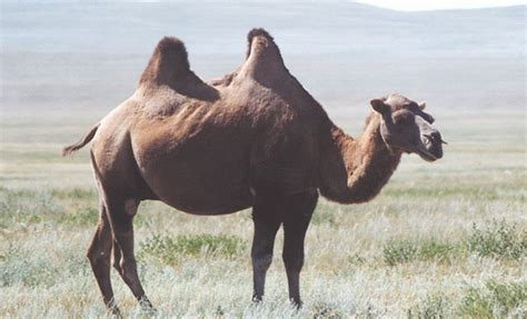 Wild Bactrian camel - Alchetron, The Free Social Encyclopedia