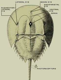 Anatomía | Dciencia