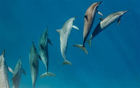 Can Dolphins Kill Sharks?