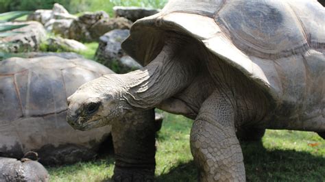 Aldabra Tortoise | Tulsa Zoo