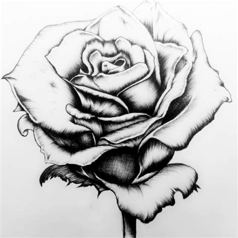 Rose Drawing Pen at PaintingValley.com | Explore collection of Rose ...