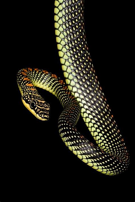 Paradise Tree Snake | Snake, Beautiful snakes, Reptiles and amphibians