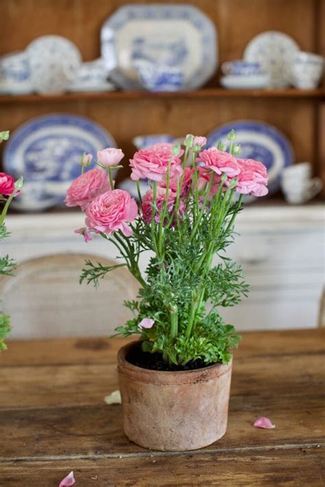 The Best Vintage Style Terra Cotta Pots - French Country Cottage