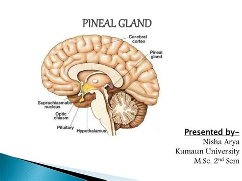 Pineal gland (Endocrinology)