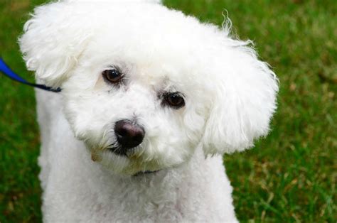 Bichon Frise Dog Breed Pictures, Photos, & Images