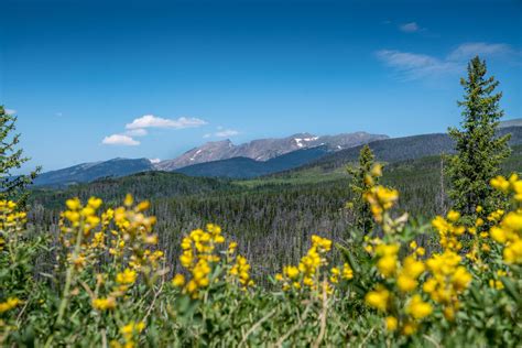 5 Best Summer Wildflower Hikes - Venture Out