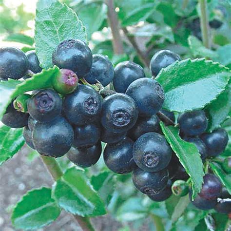 Huckleberry: Native Shrubs that Attract Pollinators