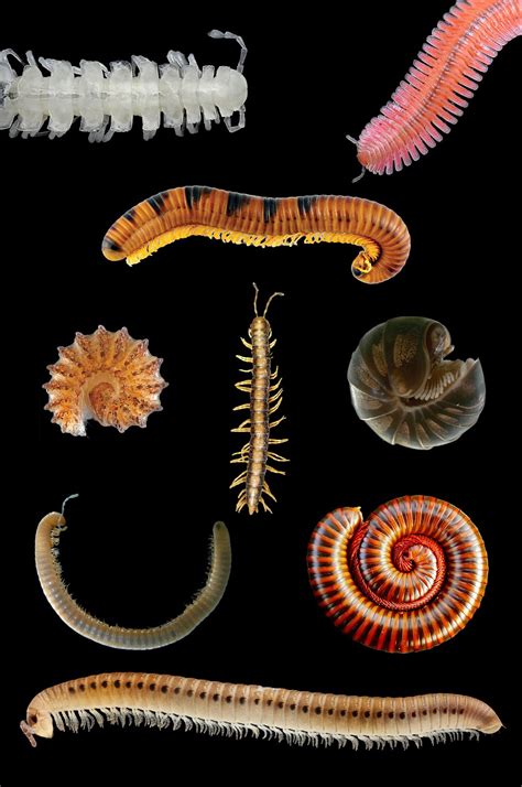 Millipede - Wikipedia