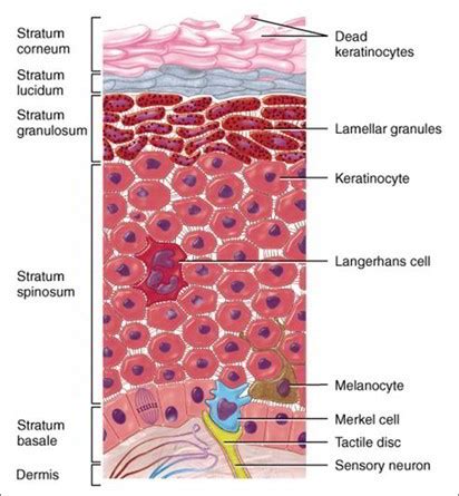 Cells And Layers of The Epidermis