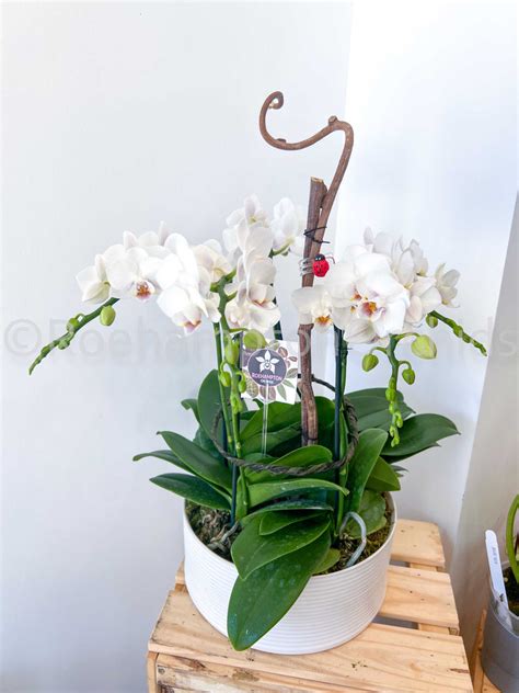 Orchid Gift Sets – Roehampton Orchids