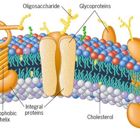 Fluid Mosaic Of Plasma Membrane | Slide Elements