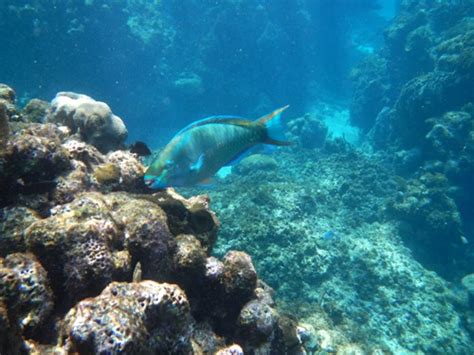 Snorkeling Roatán Honduras