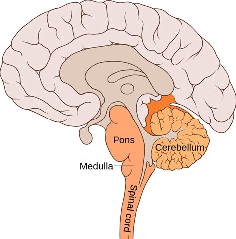 Brainstem Definition Location Function Anatomy And Diagram