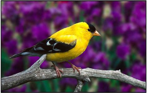 Charming American Goldfinch photo and wallpaper. All Charming American ...