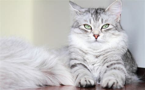 Fluffy Cat Breeds, Which one is Cutest - Kats & Kritters