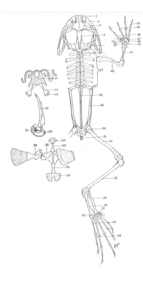 Frog Skeleton Diagram | Quizlet