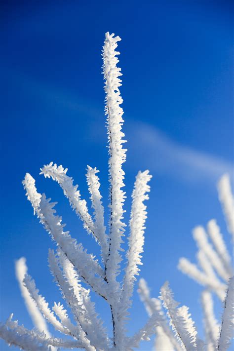 Hoar Frost On Branches Free Stock Photo - Public Domain Pictures