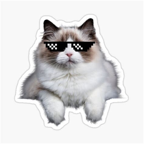 Sunglasses Cat Meme Png | ubicaciondepersonas.cdmx.gob.mx