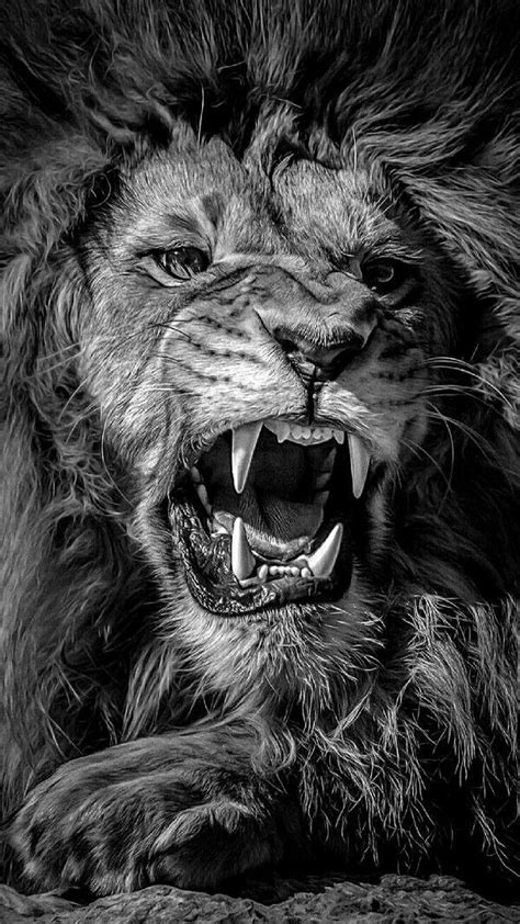 Angry Lion Wallpaper Hd Black And White