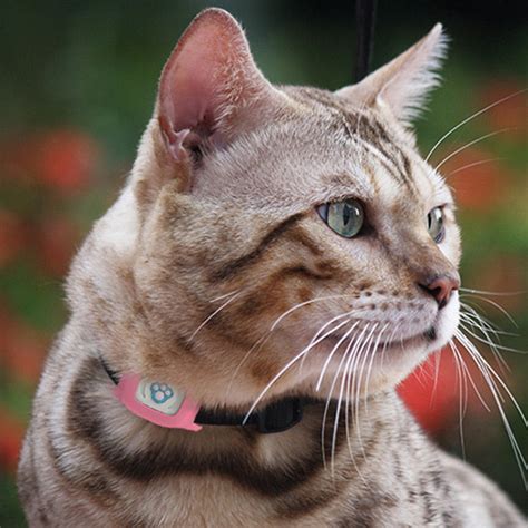 Smart GPS Cat Collar – Pet GPS Tracker - NO SIM INCLUDED