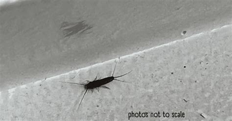 Bathroom Bugs Identification - 15 Bugs You'll See in a Bathroom