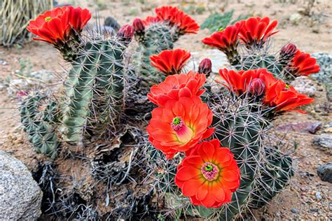 Our Favorite Cactus Flowers | Green Things Nursery