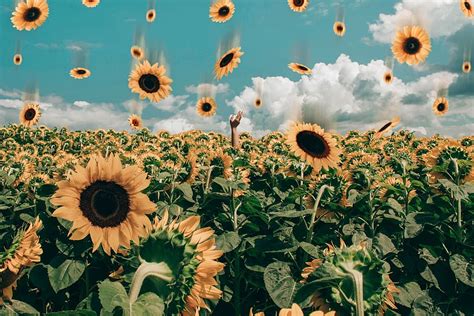 HD wallpaper: sunflower, sunflower field, yellow flowers, sunflowers ...