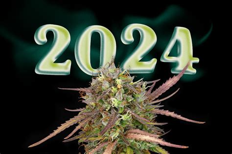 Top 10 New Weed Strains 2024 Rqs Blog