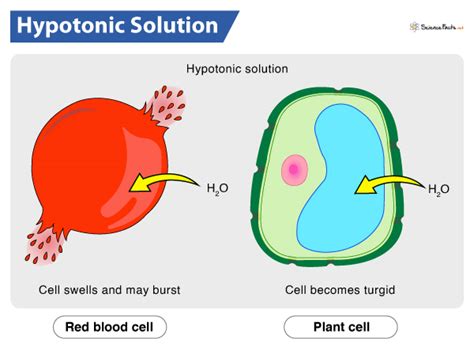 Hypotonic Solution – Definition, Meaning, Examples & Diagram