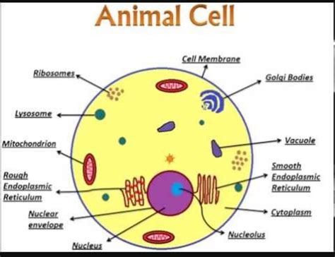 Animal cell diagram labeled - citizenmens