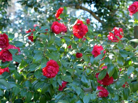 19 Low-Maintenance Shrubs for a Hassle-Free Garden