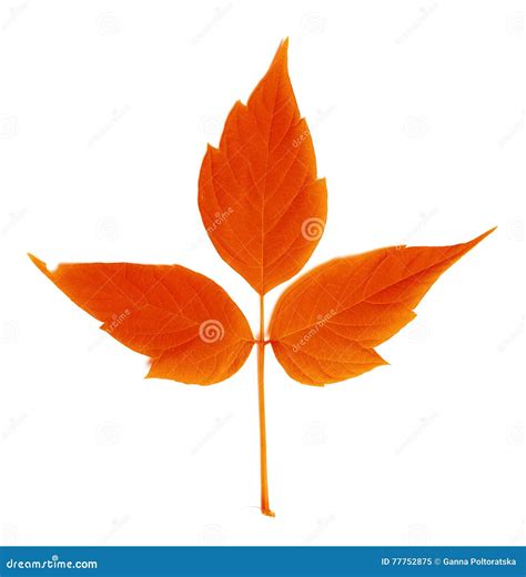 Red autumn leaf stock image. Image of closeup, leaf, cutleaf - 77752875