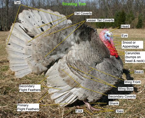 Turkey Anatomy Diagram - Anatomical Charts & Posters