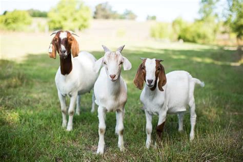 Goat Breeds ~ How to Choose the Best One