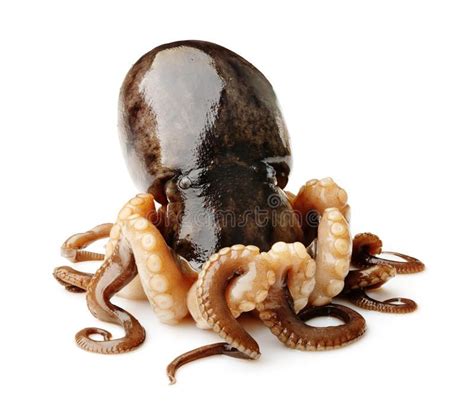 Octopus on white background. Small octopus isolated on white background ...